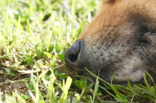 Brown dog snout