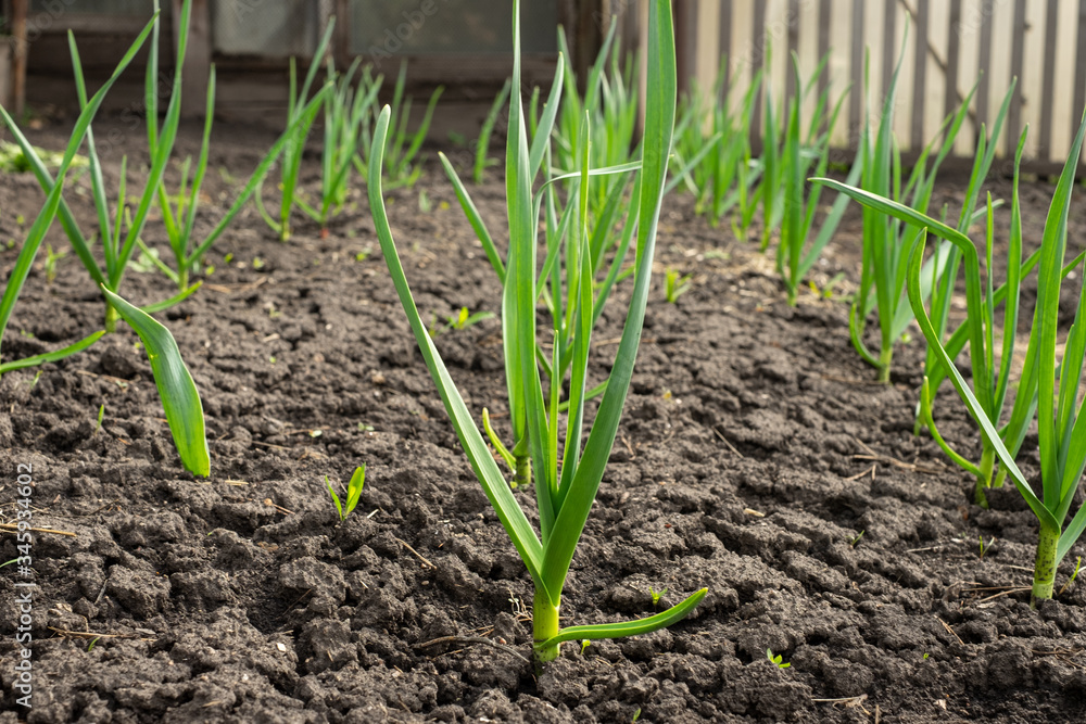 Garden bed of garlic Garden bed of garlic