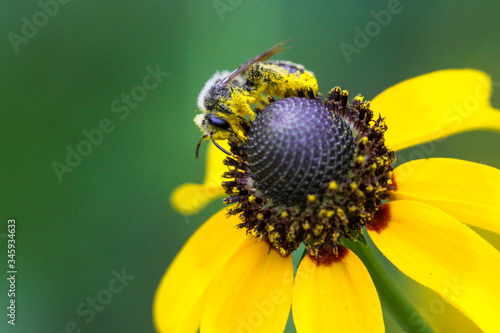 A native bee collects pollen from a wildflower.