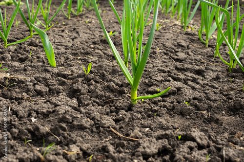 Garden bed of garlic