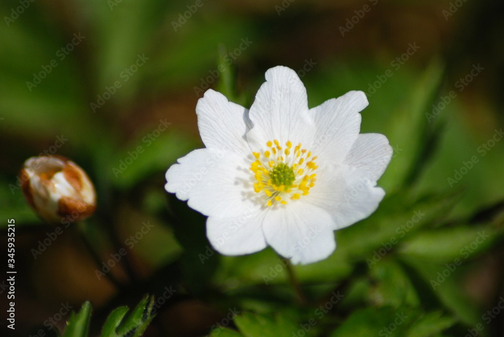 Flower - whiter flower grows in the forest. Flower - whiter flower grows in the forest.