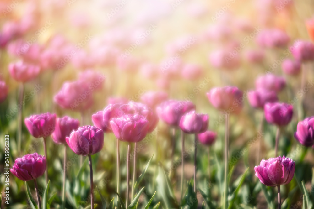 Fototapeta premium Blooming tulips spring background