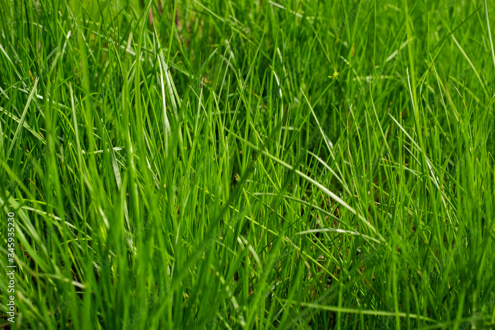 Grass Grass