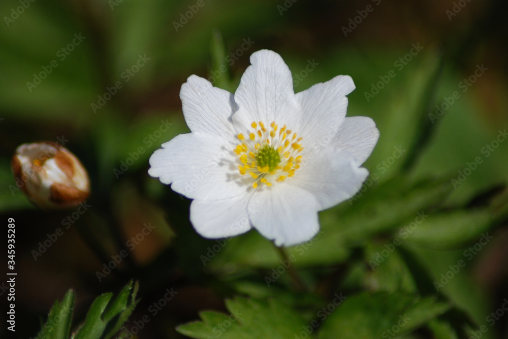 Flower - whiter flower grows in the forest. Flower - whiter flower grows in the forest.
