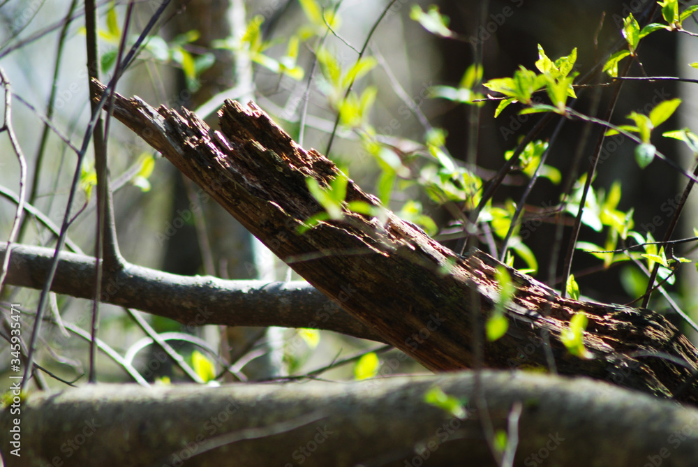 Young spring foliage on a background of old rotten wood. Young spring foliage on a background of old rotten wood.