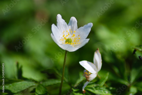 Flower - whiter flower grows in the forest. © tolberto