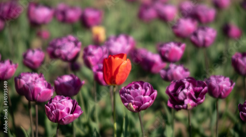 Blooming tulips spring background © misu
