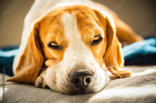 Beagle dog tired sleeps on a couch in bright room. Sun lights through window