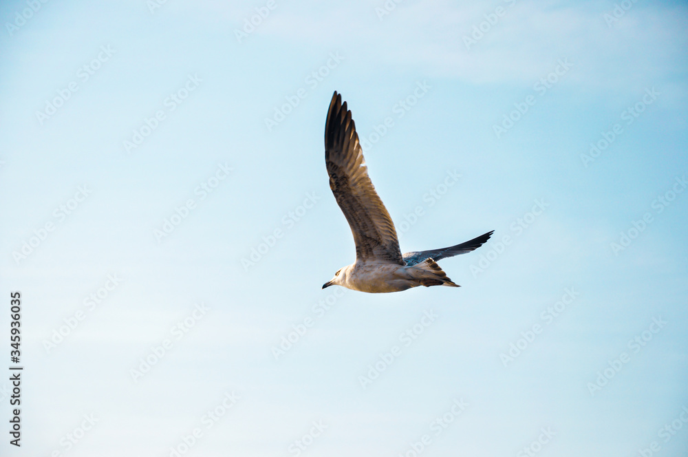 Fototapeta premium Flying Seagull