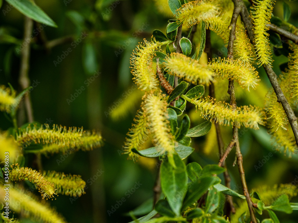 Naklejka premium CATKINS