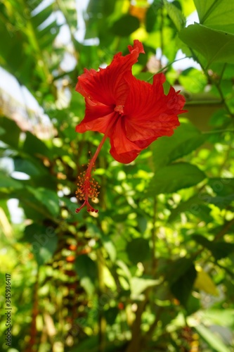 Brilliant red hibiscus flower with blurred green tropical foliage in the background in Bali Indonesia