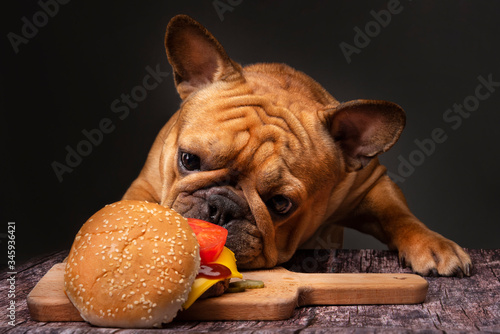French bulldog dog eating a big fried cheeseburger on a dark background © Светлана Валуйская