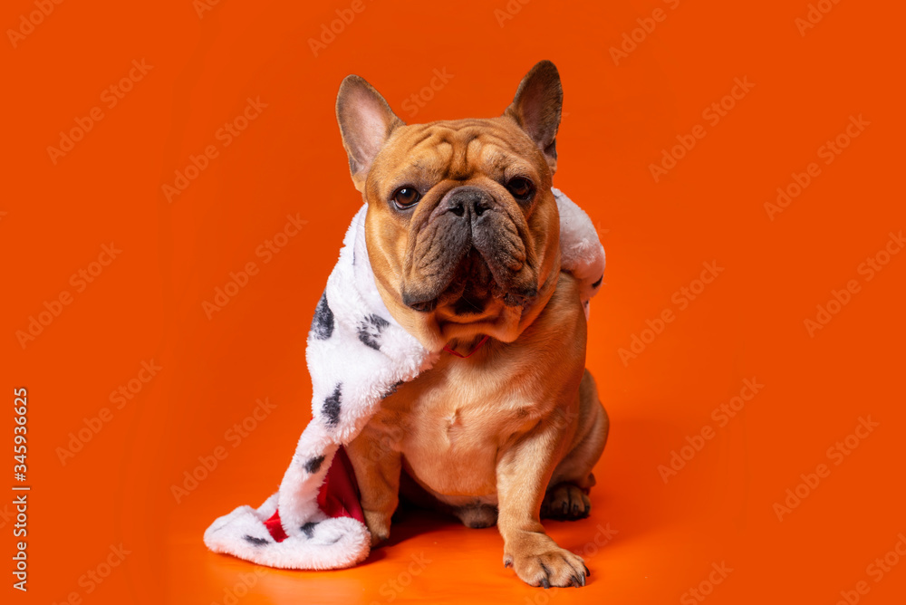 Fototapeta premium dog french bulldog in king costume on bright orange isolated background