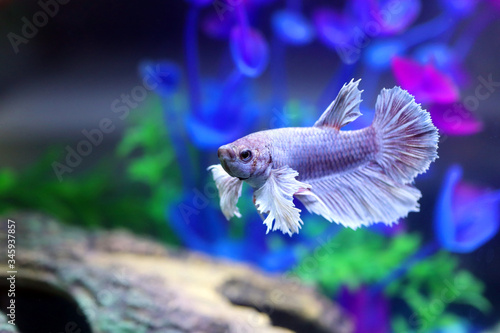 Obraz na płótnie Male Dumbo Betta Fish