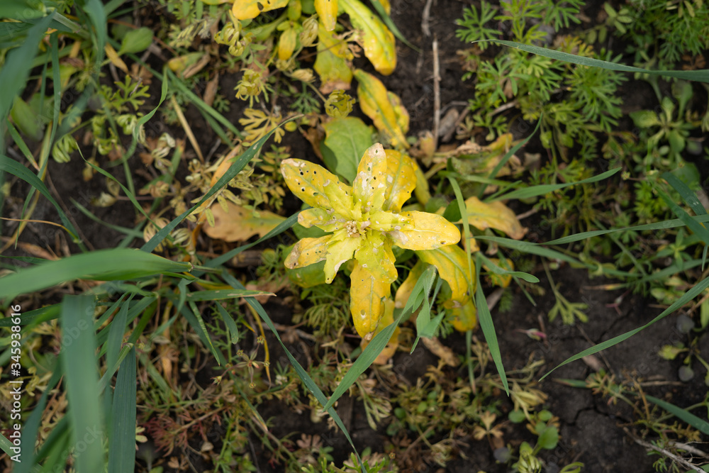 Fototapeta premium Weed killed by pesticide treatment on winter wheat
