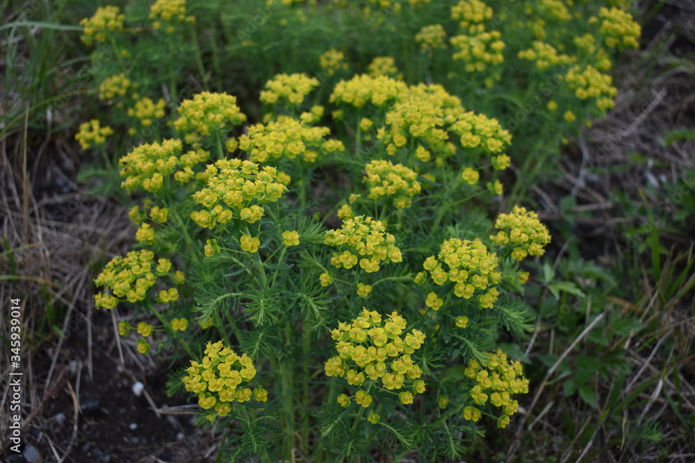 Obraz premium Gelbe Blumen