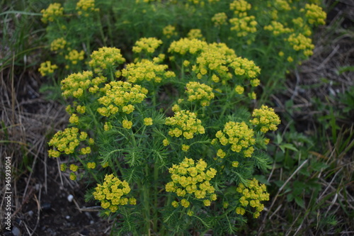 Gelbe Blumen