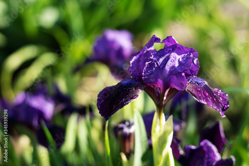 Blooming purple iris flower with water drops after rain in morning sunlight. Closeup. photo