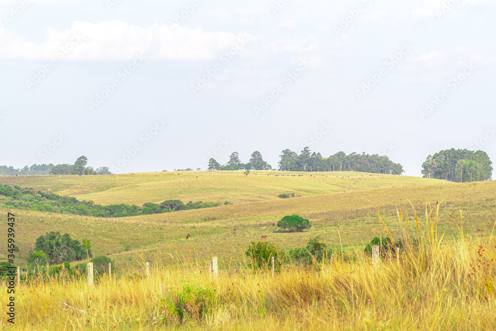 Agricultural fields in the Pampa biome in the State of Rio Grande do Sul in Brazil