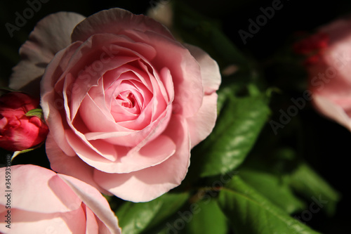 Romantiche rose in vaso appena colte  dettagli