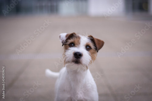 Parson Russell Terrier Head Portrait with Bokeh Background photo