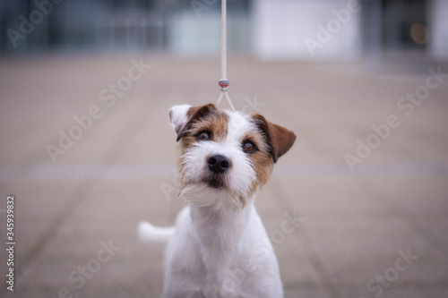 Parson Russell Terrier Head Portrait with Bokeh Background
