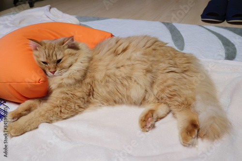 Fototapeta Naklejka Na Ścianę i Meble -  クッションを枕にして寝るネコ（マンチカン）