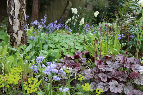 Woodland garden with Spring flowers photo