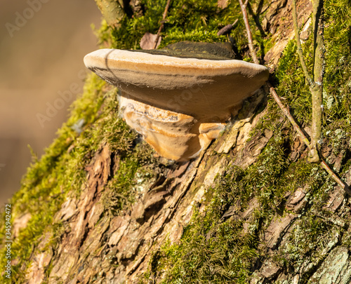polypore fungus on tree stem with detail from below