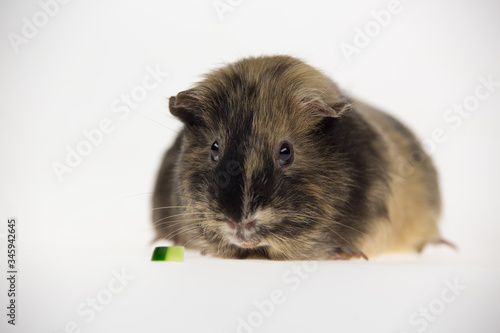 Short-haired guinea pig is eating isolated on a white background in studio. Close up