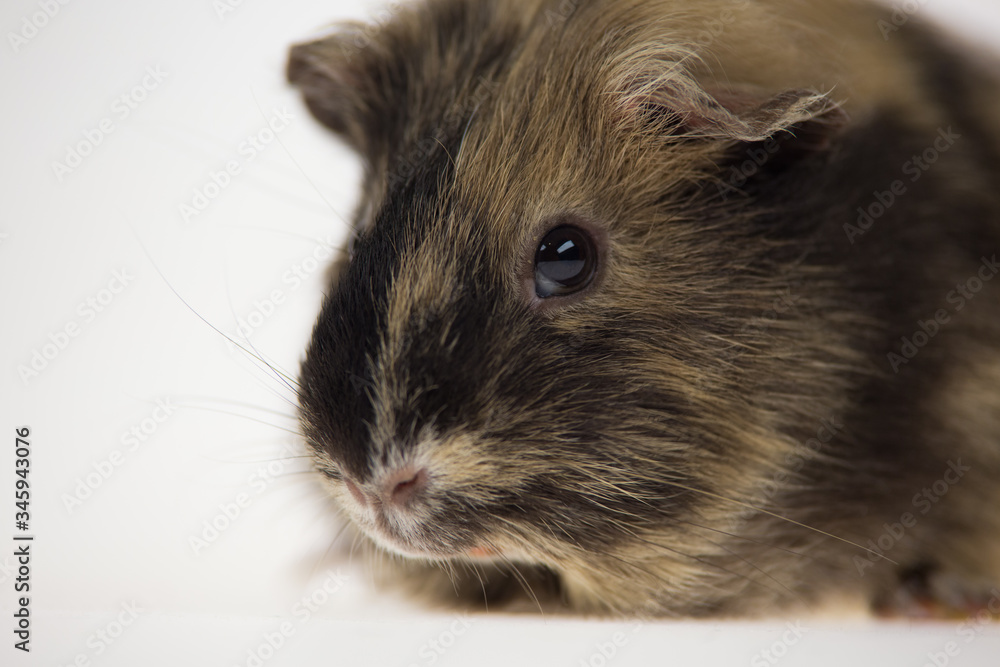 Short-haired guinea pig isolated on a white background in studio. Close up. Macro shot Short-haired guinea pig isolated on a white background in studio. Close up. Macro shot