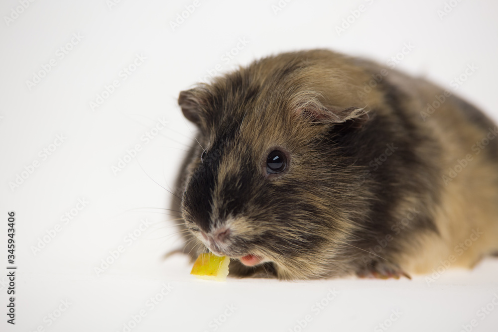 Fototapeta premium Short-haired guinea pig is eating isolated on a white background in studio. Close up