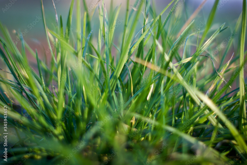 Green meadow under blue sky Green meadow under blue sky