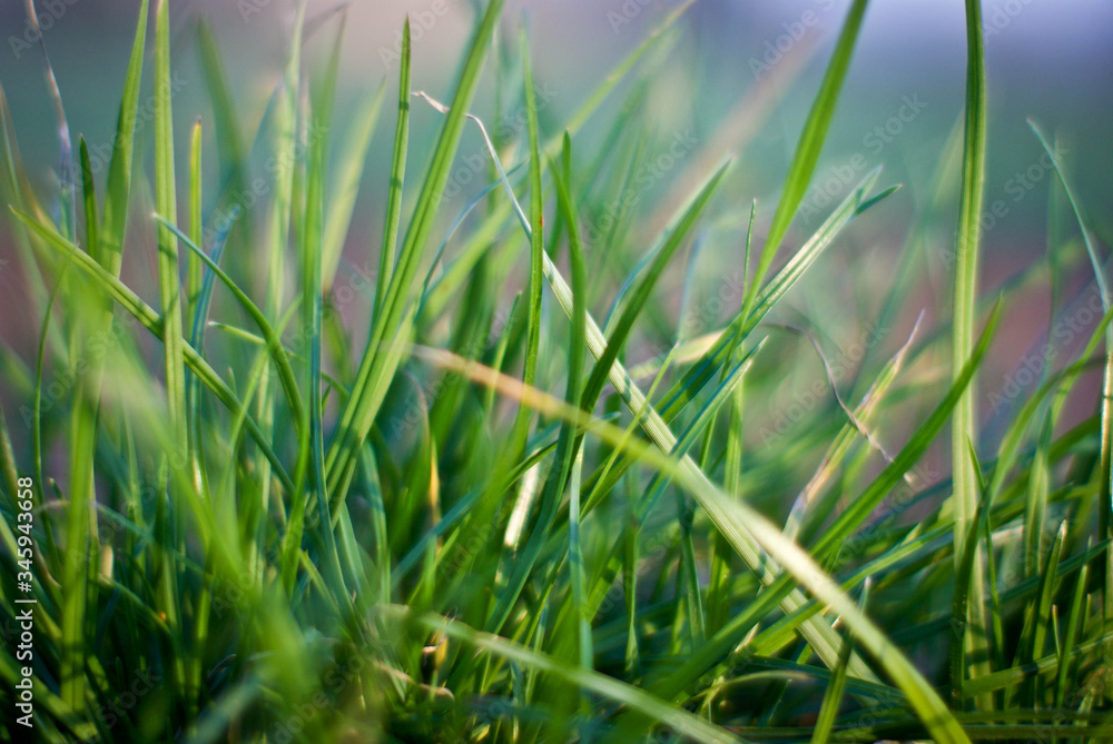 Green meadow under blue sky Green meadow under blue sky