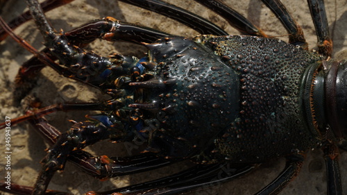 lobster on the beach