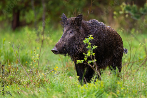 Adult wild boar, sus scrofa, with wet fur observing the green surroundings of the woodland. Wild impressive sow on the pasture. Dangerous black animal walking in the wild nature.