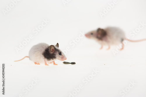 Two decorative mouses near seeds sunflower isolated on a white background in studio. Close up
