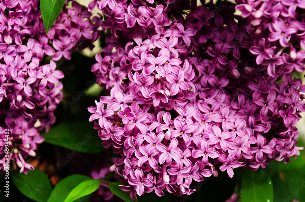 Purple lilac in bloom. Blossoming Syringa vulgaris branch in park. Floral spring background. Closeup.