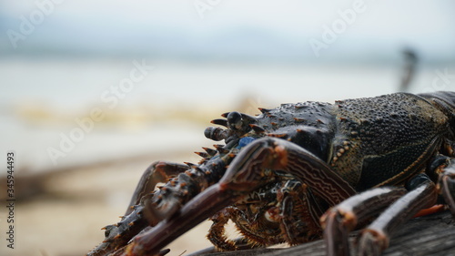 lobster on the beach