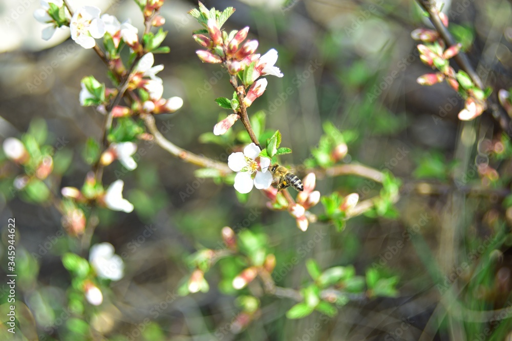 Bees and flowers on Japanese cherry trees in spring