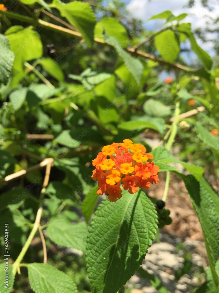 butterfly on a flower butterfly on a flower