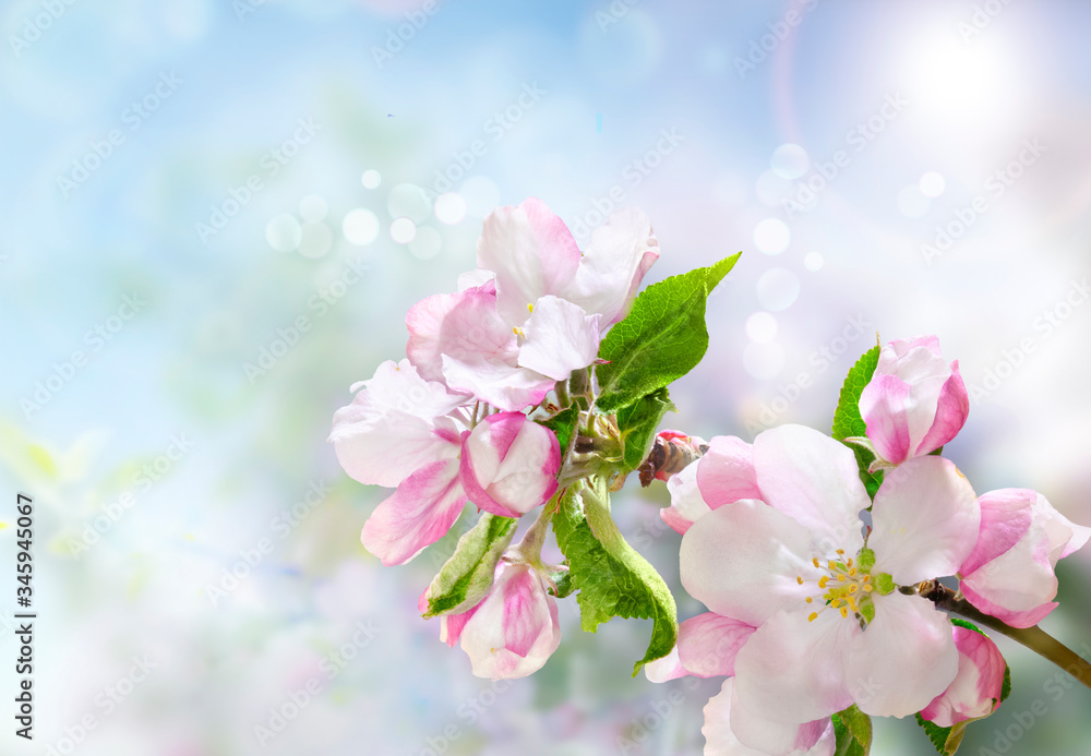 Naklejka premium Beautiful blooming branch of apple tree. Strong morning sun. Closeup of a flowers. Spring in the garden. Nature background.