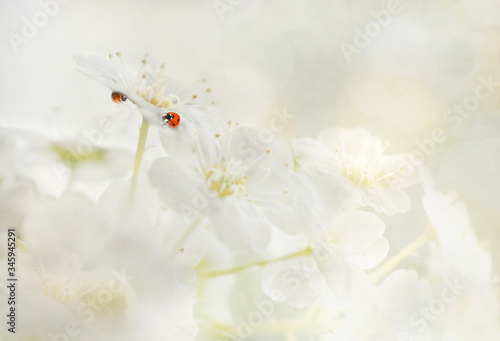 biedronki na białych kwiatach