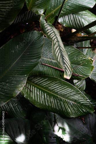 Fototapeta Naklejka Na Ścianę i Meble -  tropical fern leaf