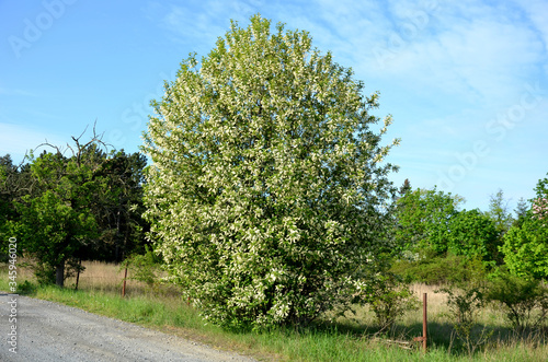 Fotografie Prunus padus wild cherry small tree in bloom  round crown spring blue sky