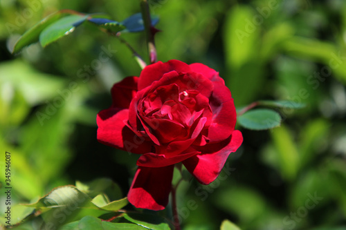 Fioritura in giardino di rose rampicanti rosse  particolare di un fiore isolato