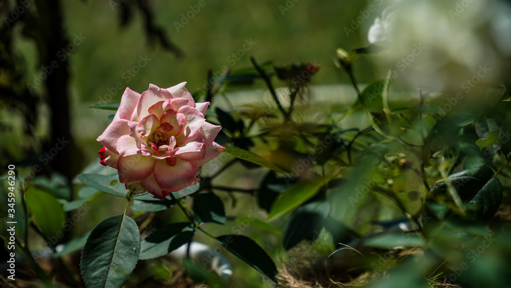 pink rose in garden