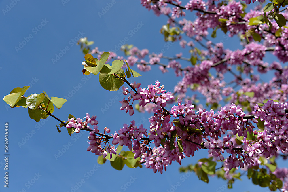 Closeup flowers and leaves of judas tree (Cercis siliquastrum) on blue sky background
