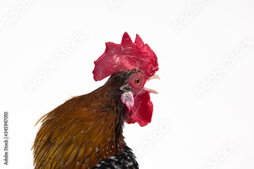 Rooster Milfler isolated at white background in studio. Close up