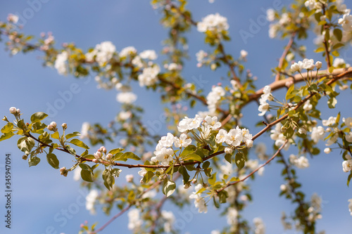 Large branch with white and pink apple tree flowers in full bloom towards clear blue sky in a garden in a sunny spring day, beautiful trees blossoms floral background